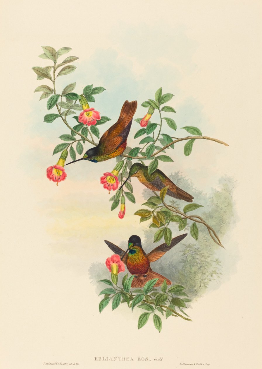 Helianthea eos (Złota Gwiazda-frontlet) autorstwa John Gould and H.C. Richter
