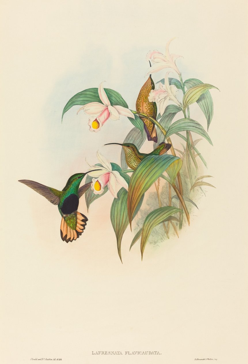 Lafresnaya flavicaudata (Aksamitna pierś płowo-ogoniasta) autorstwa John Gould and H.C. Richter