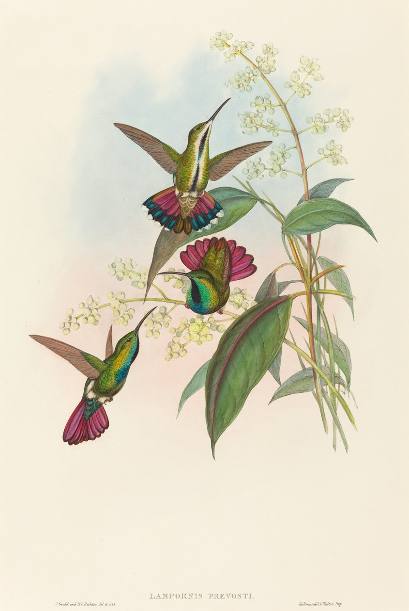 Lampornis prevosti autorstwa John Gould and H.C. Richter