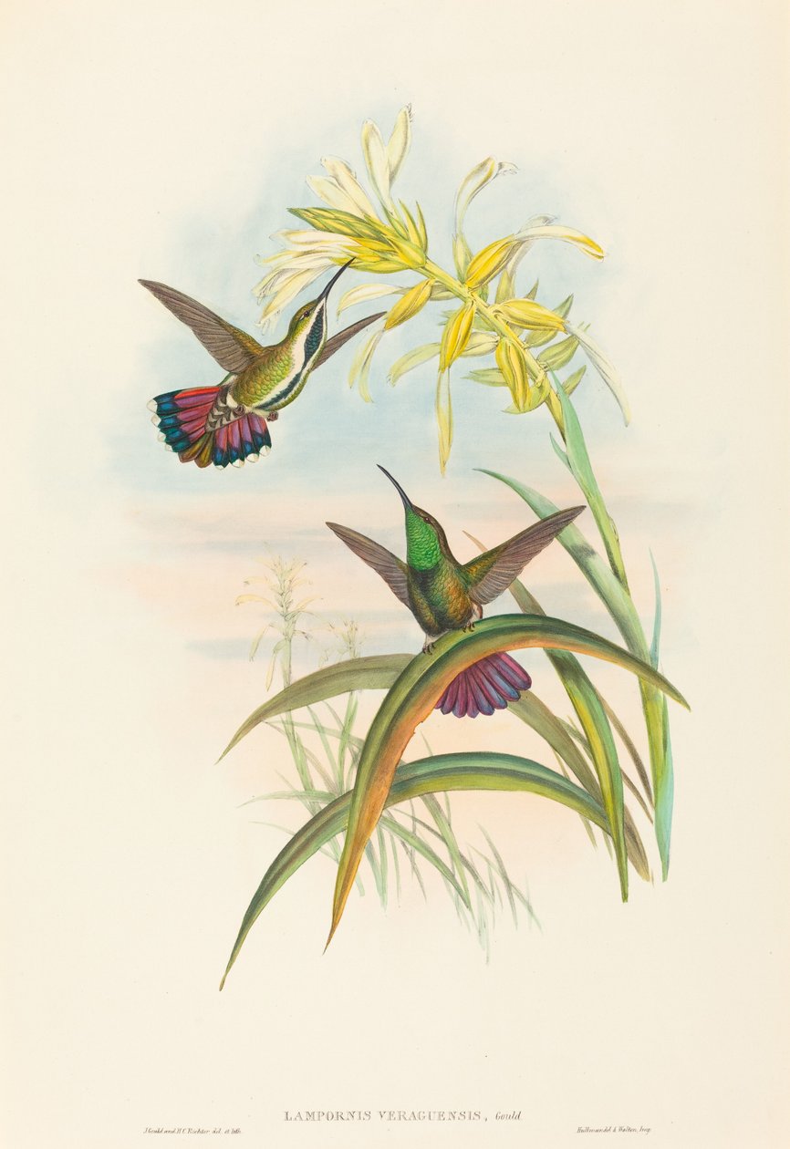 Lampornis veraguensis (Veraguan Mango) autorstwa John Gould and H.C. Richter