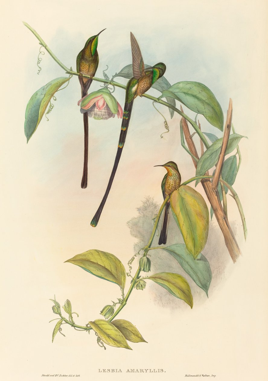 Lesbia Amarylis autorstwa John Gould and H.C. Richter