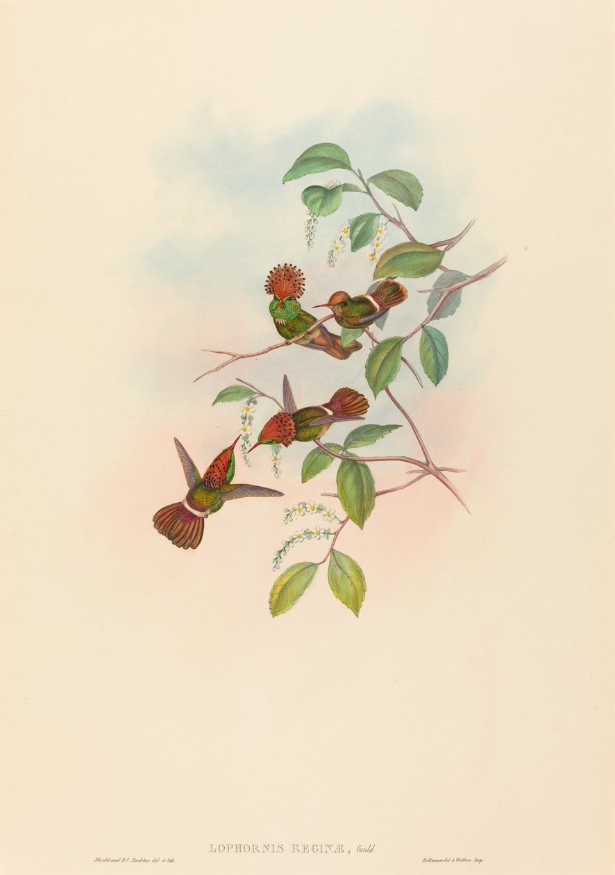 Błyszcząca Kokietka autorstwa John Gould and H.C. Richter