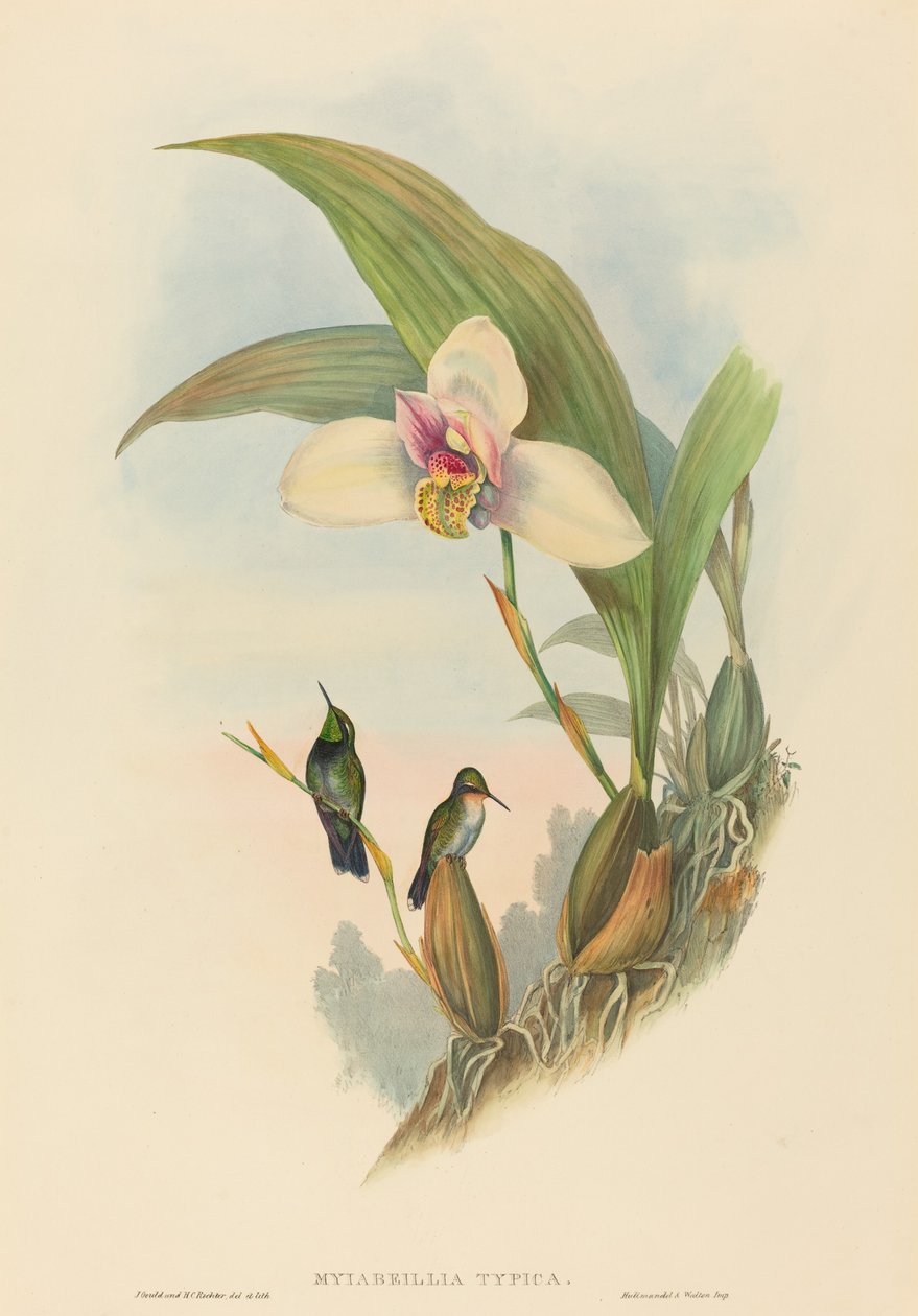 Myiabeillia typica (Koliber Abeille