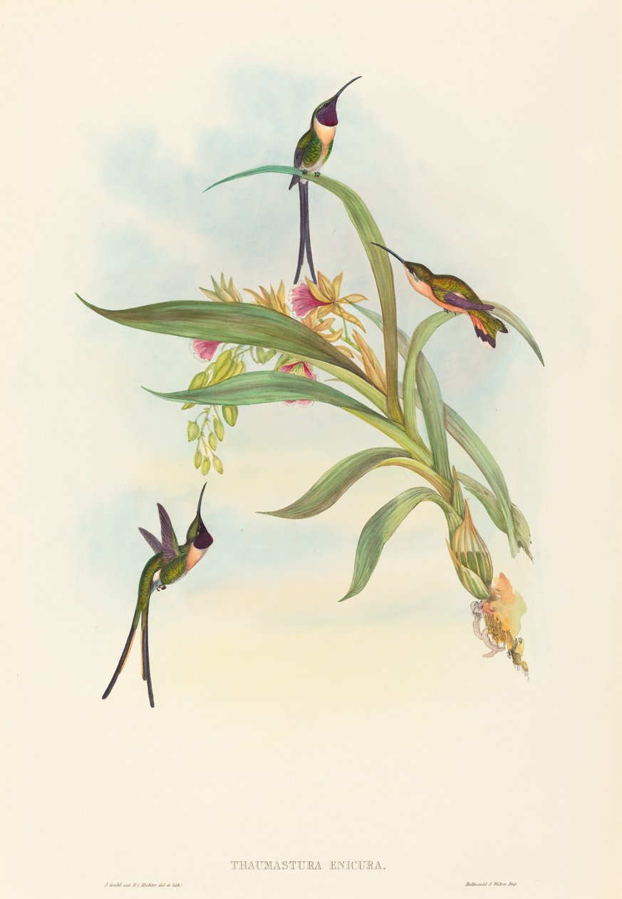 Tharmastura enicura (smukły ścinany ogon) autorstwa John Gould and H.C. Richter