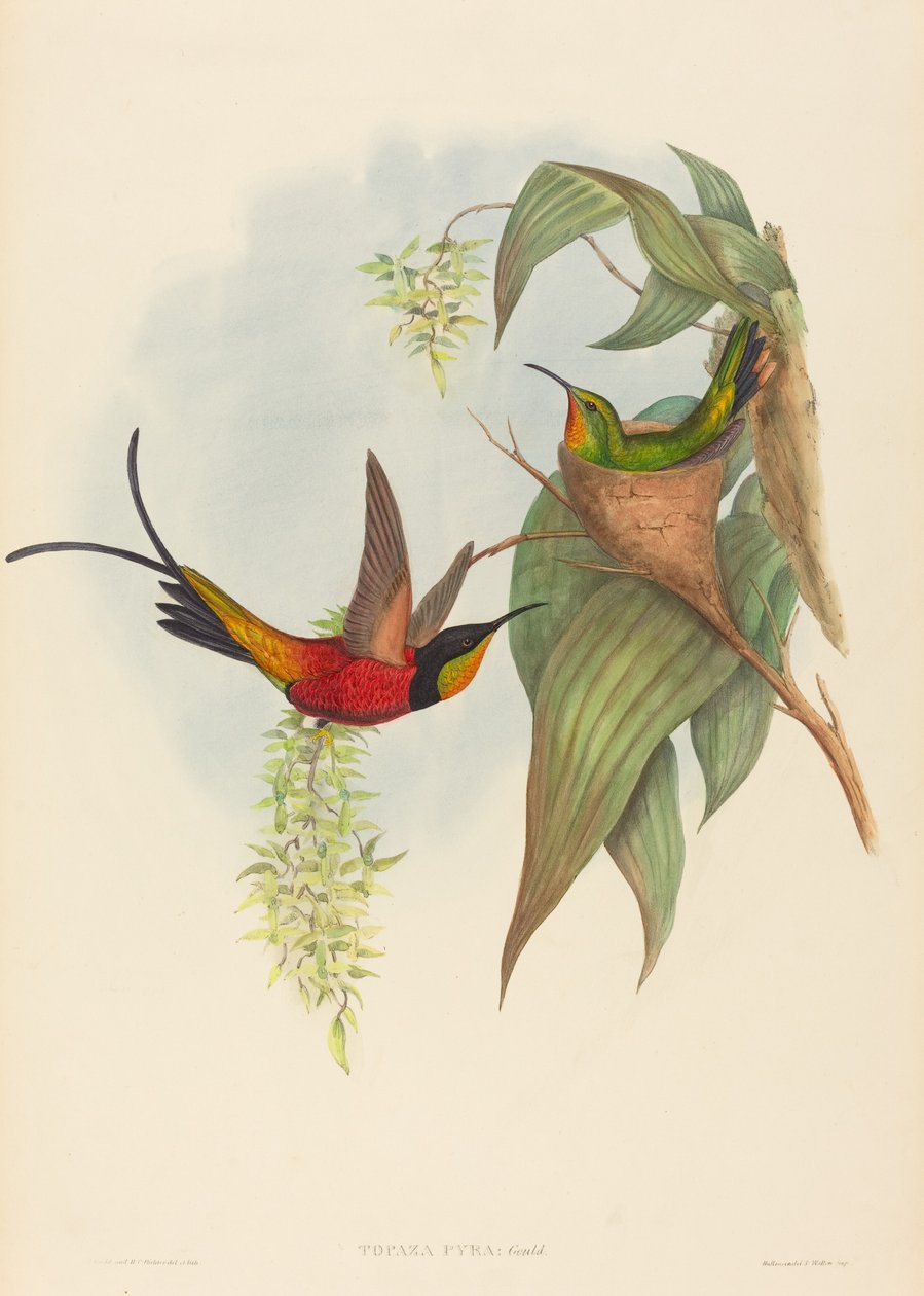 Pira Topazowa (Wróżka Topaz) autorstwa John Gould and H.C. Richter
