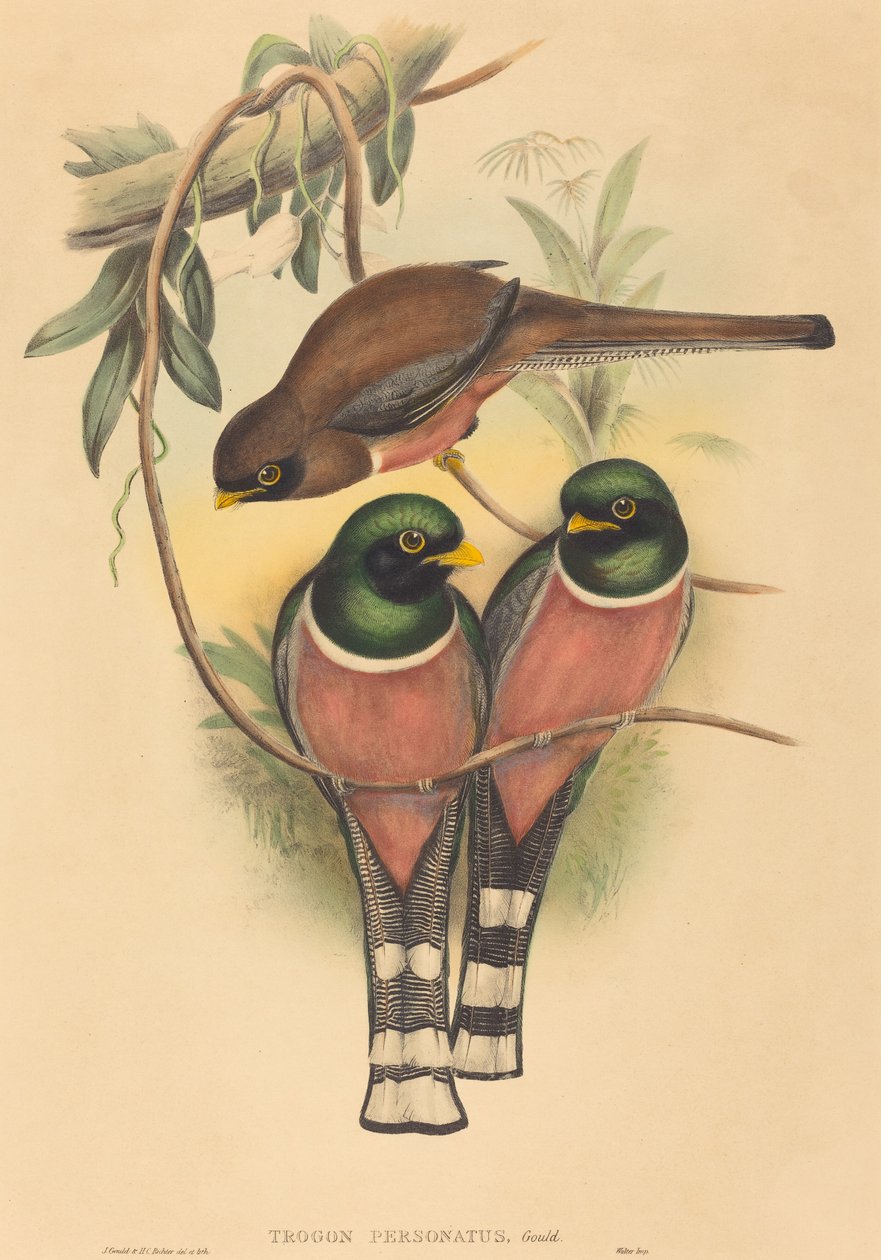 Trogan podszył się pod Trogan autorstwa John Gould and H.C. Richter