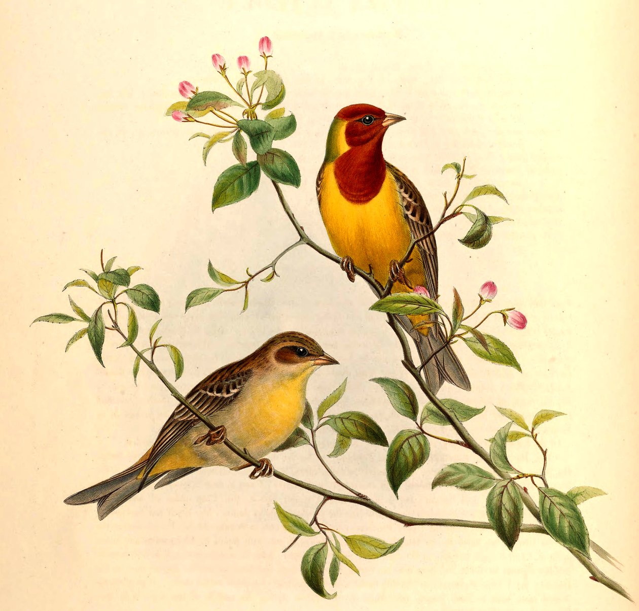 Trznadel rudowłosy Emberiza bruniceps Brandt autorstwa John Gould and Henry C. Richter