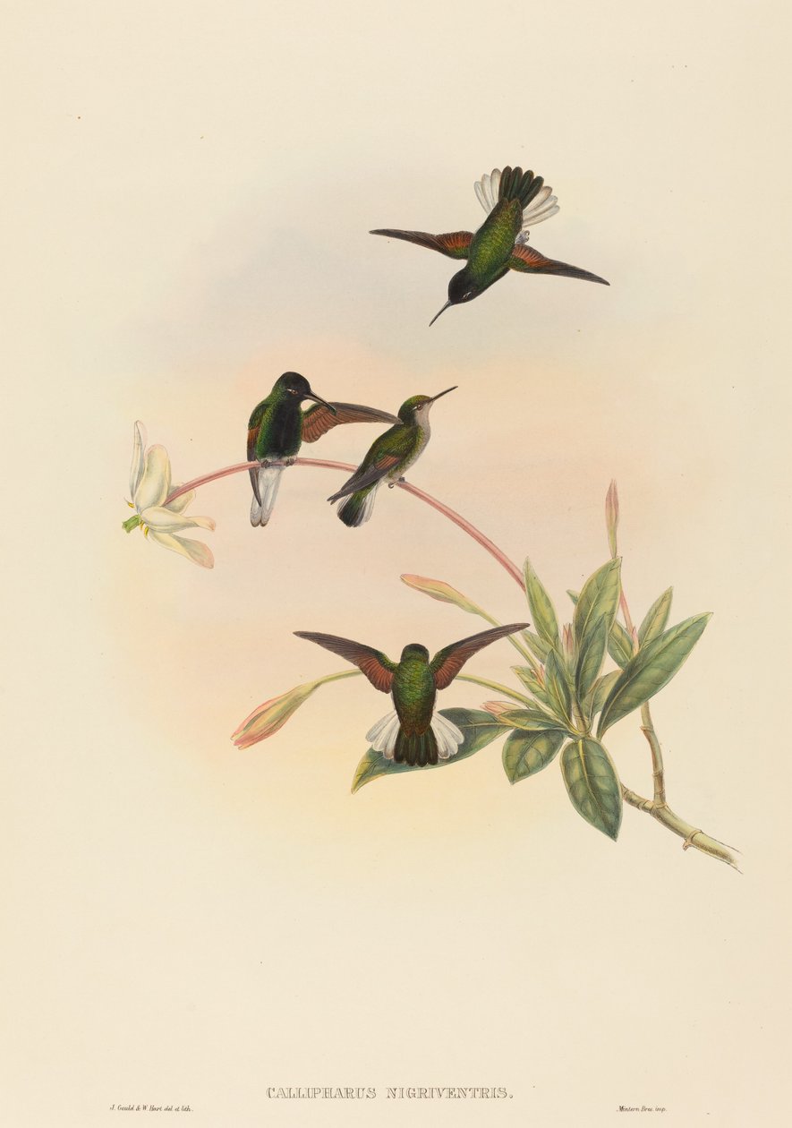 Callipharus nigriventris (Koliber czarnobrzuchy) autorstwa John Gould and W. Hart