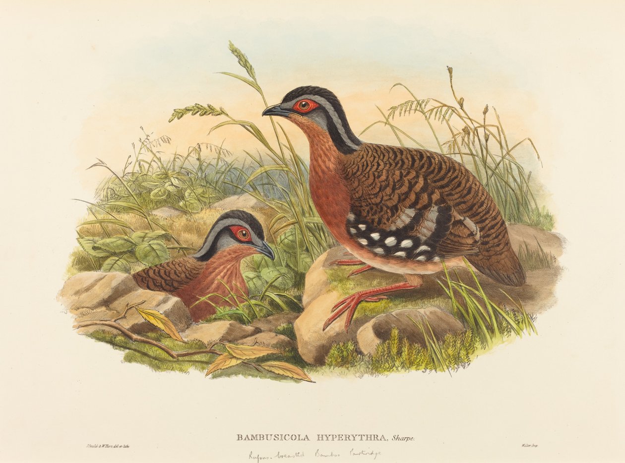 Bambusowa kuropatwa zwyczajna (Bambusicola Hyperythra) autorstwa John Gould and W. Hart