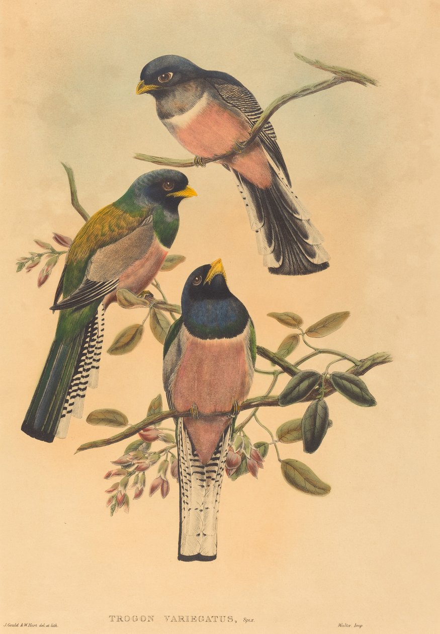 Trogan variegatus autorstwa John Gould and W. Hart