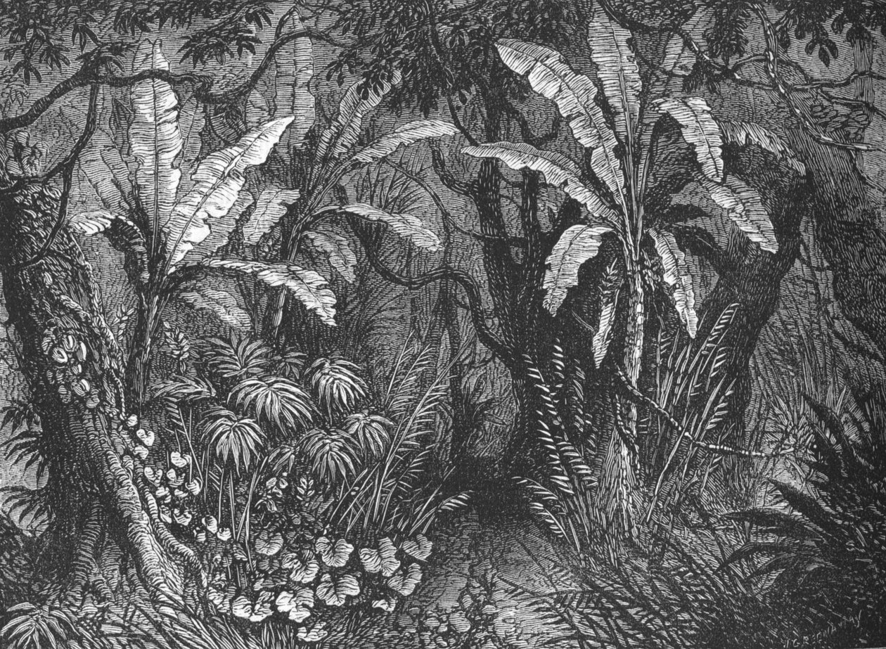 W buszu, ok. 1880 r. autorstwa John Greenaway