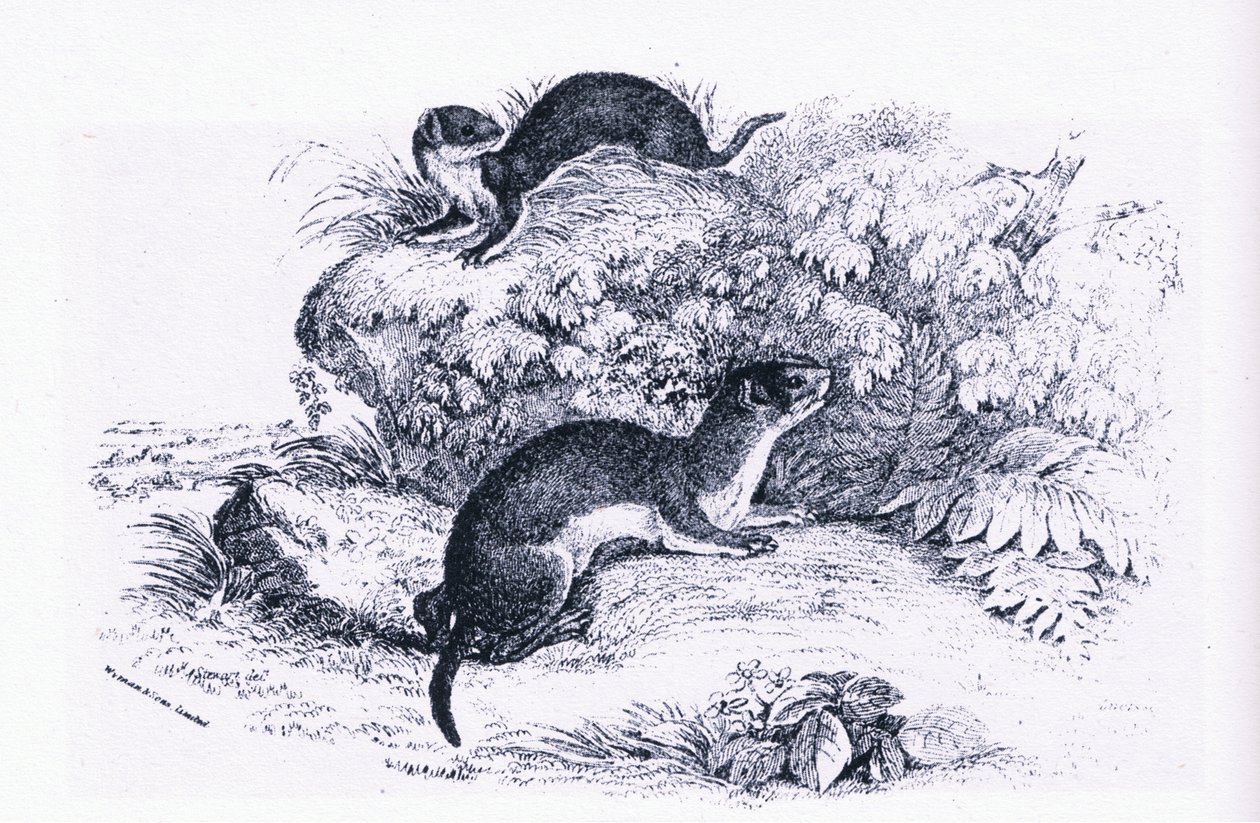 Studies of Badgers, Nature in Britain, wydane przez Collins autorstwa John Guille Millais