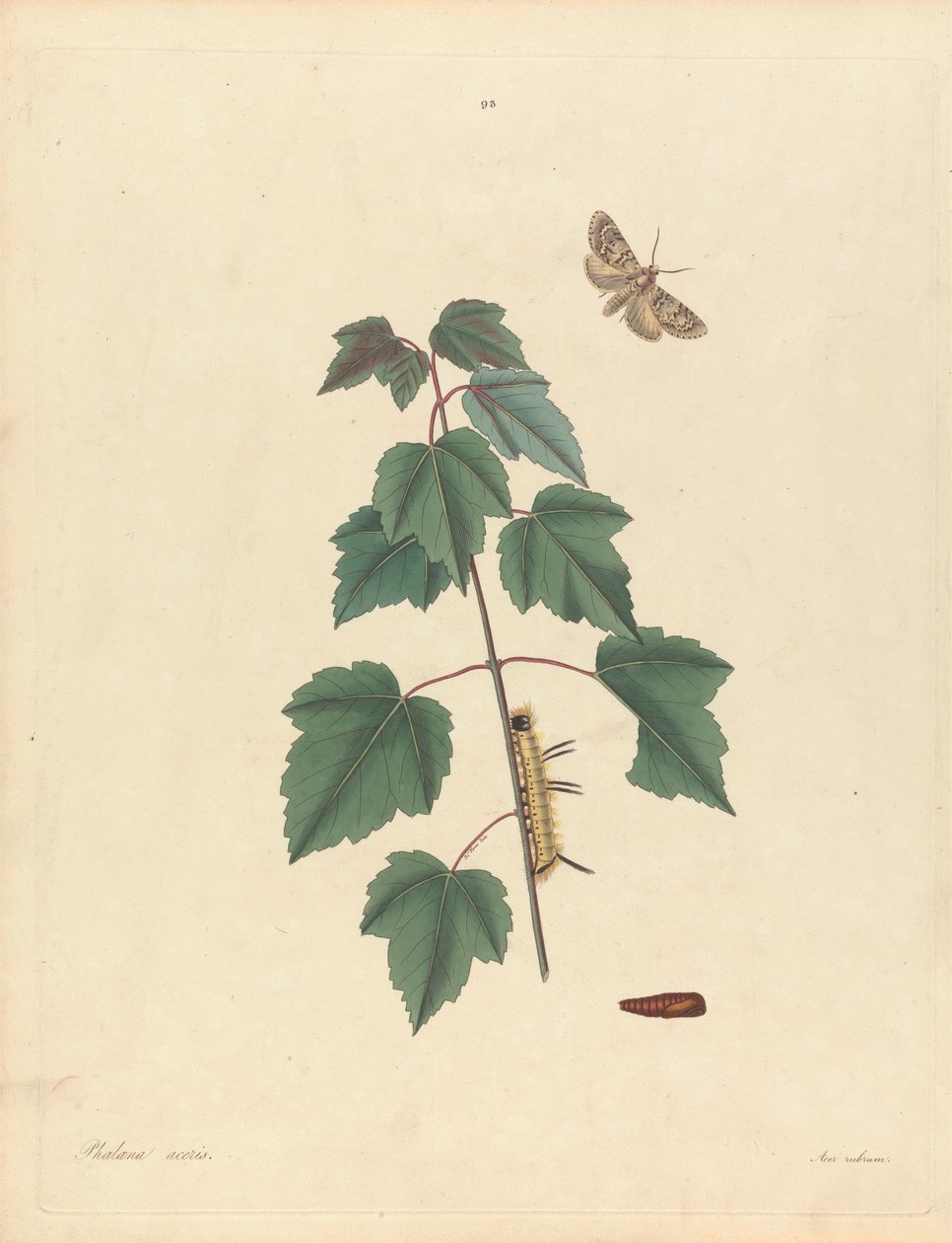Falena Aceris. Acer Rubrum (Grey Maple Moth, Red Maple), płyta 93 od Jamesa Edwarda Smitha, „Historia naturalna rzadszych owadów Lepidopterous z Georgii”, Londyn, 1797 autorstwa John Harris the Elder