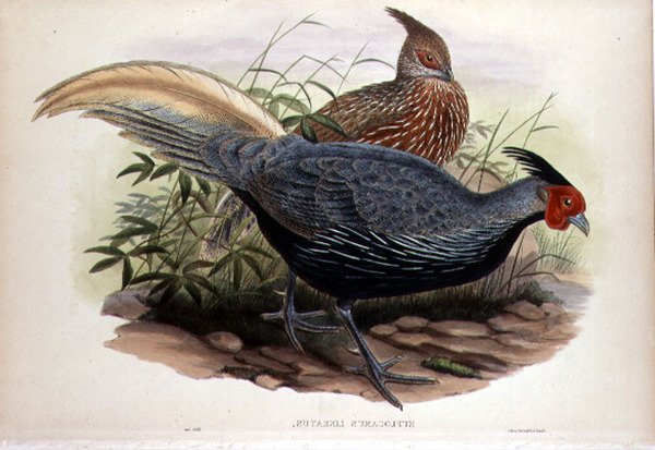 Euplocamus Lineatus, ryty T. Walter, Londyn, wyd. w latach 1850-83 (lito ręcznie kolorowane) autorstwa John and Hart William (after) Gould