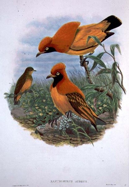 Xanthomelus Aureus (kolor lito) autorstwa John and Hart William Gould