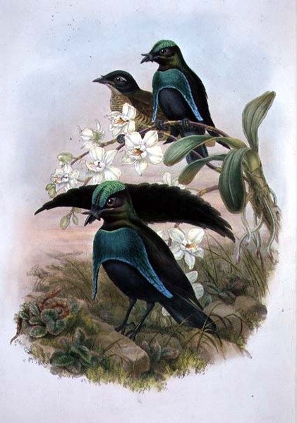 Lophornina - Superb Rajski Ptak (kolor lito) autorstwa John and Hart William (after) Gould