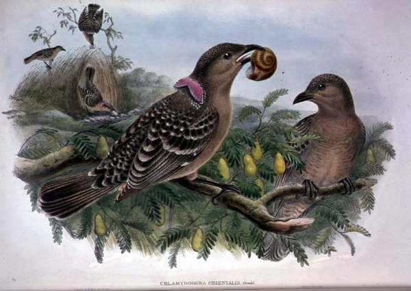 Chlamydera orientalis (kolor lito) autorstwa John and Hart William Gould