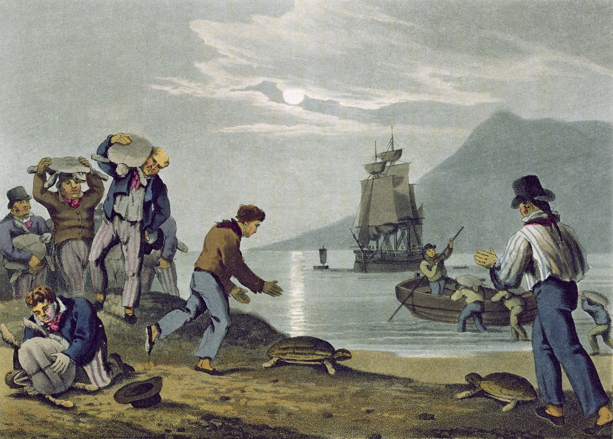 Turtle Catching on Land, grawerowane przez Matthew Dubourga (fl.1785-1820), opublikowane przez Edwarda Orme, 1813 autorstwa John Heaviside Clark