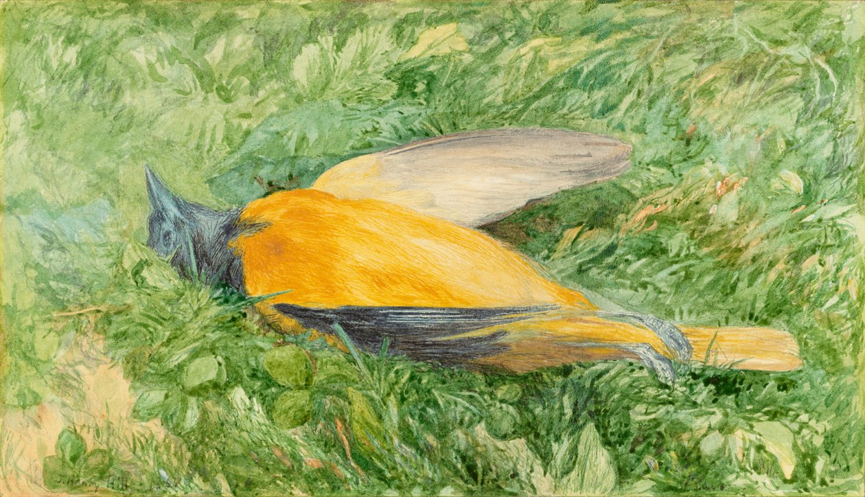 Złoty Rudzik (Północna Wilga) autorstwa John Henry Hill