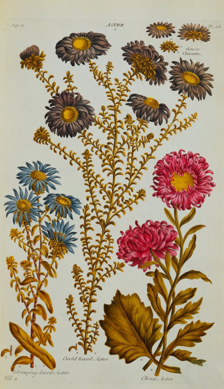Aster, 1759-73 autorstwa John Hill