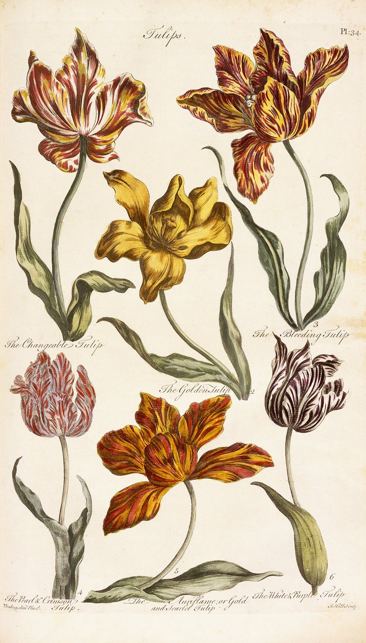 Tulipany, 1842 autorstwa John Hill