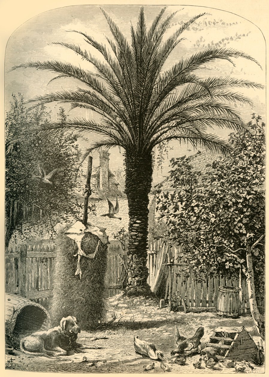 „Scena w św. Augustynie – palma daktylowa”, 1872. autorstwa John J. Harley