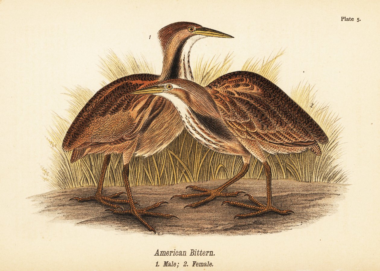 Bąk amerykański, Botaurus lentiginosus, samiec 1, samica 2 autorstwa John James (after) Audubon