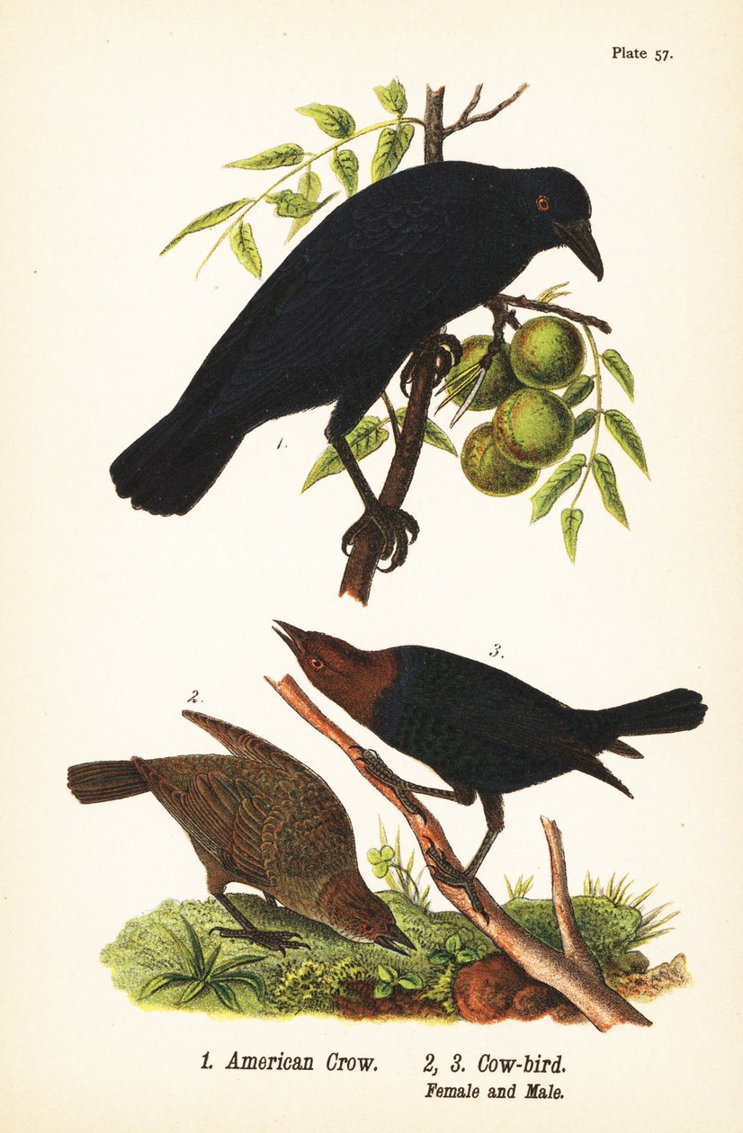 wrona amerykańska , Corvus brachyrhynchos 1 i kowboj brązowogłowy , Molothrus ater , samica 2 i samiec 3 autorstwa John James (after) Audubon