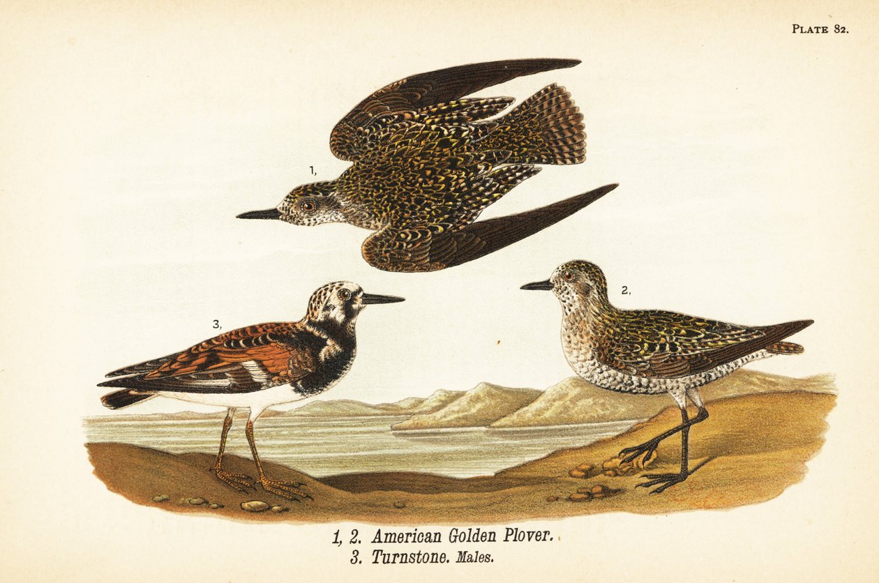 Amerykańska Siewka Złota, Niedziela Deszczowa 1,2 i Kamień Rumiany, Kamień Tłumacza Piasku 3 autorstwa John James (after) Audubon