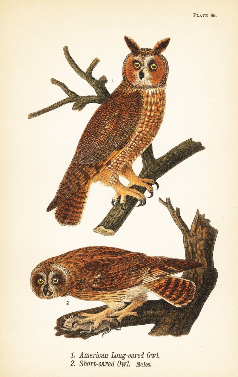 uszatka amerykańska, Asio otus 1 i sowa uszata z zdobyczą, Asio flammeus 2, samce autorstwa John James (after) Audubon