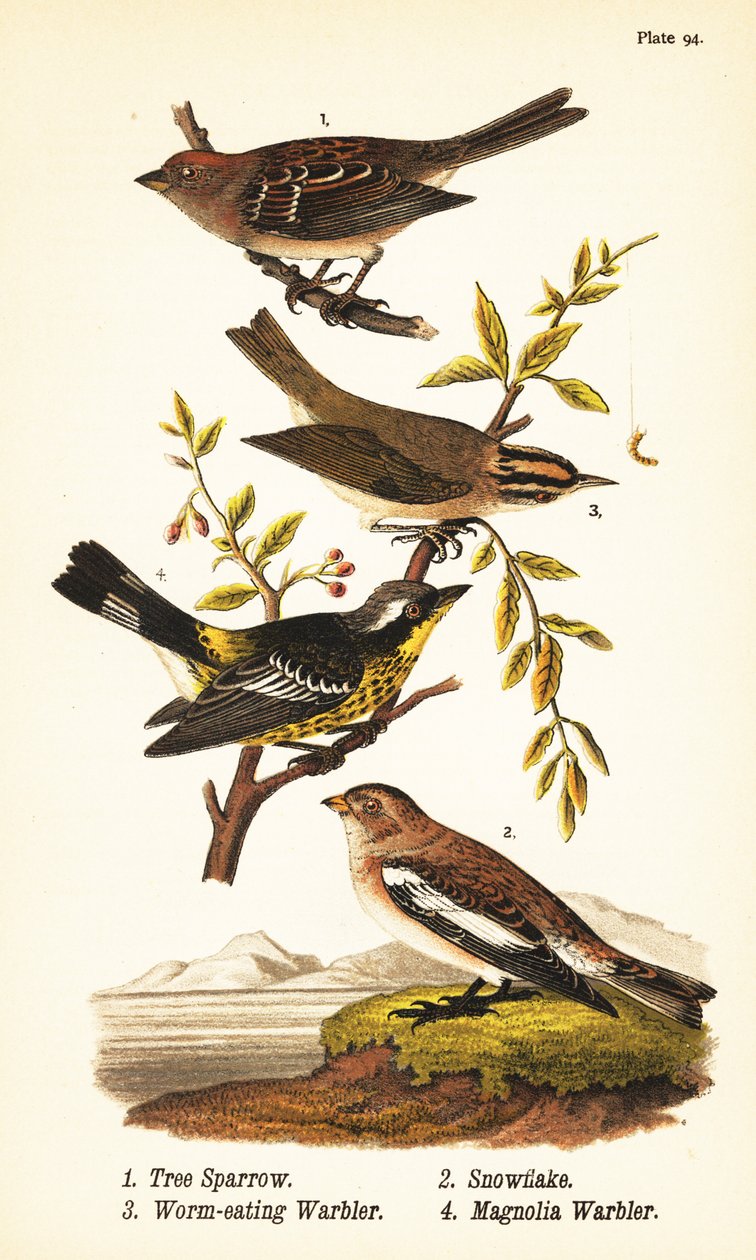 mazurek amerykański, Spizelloides arborea 1, śnieżynka lub trznadel śnieżny, Plectrophenax nivalis 2, robaczka, Helmitheros vermivorum 3 i magnolia, Setophaga magnolia 4 autorstwa John James (after) Audubon