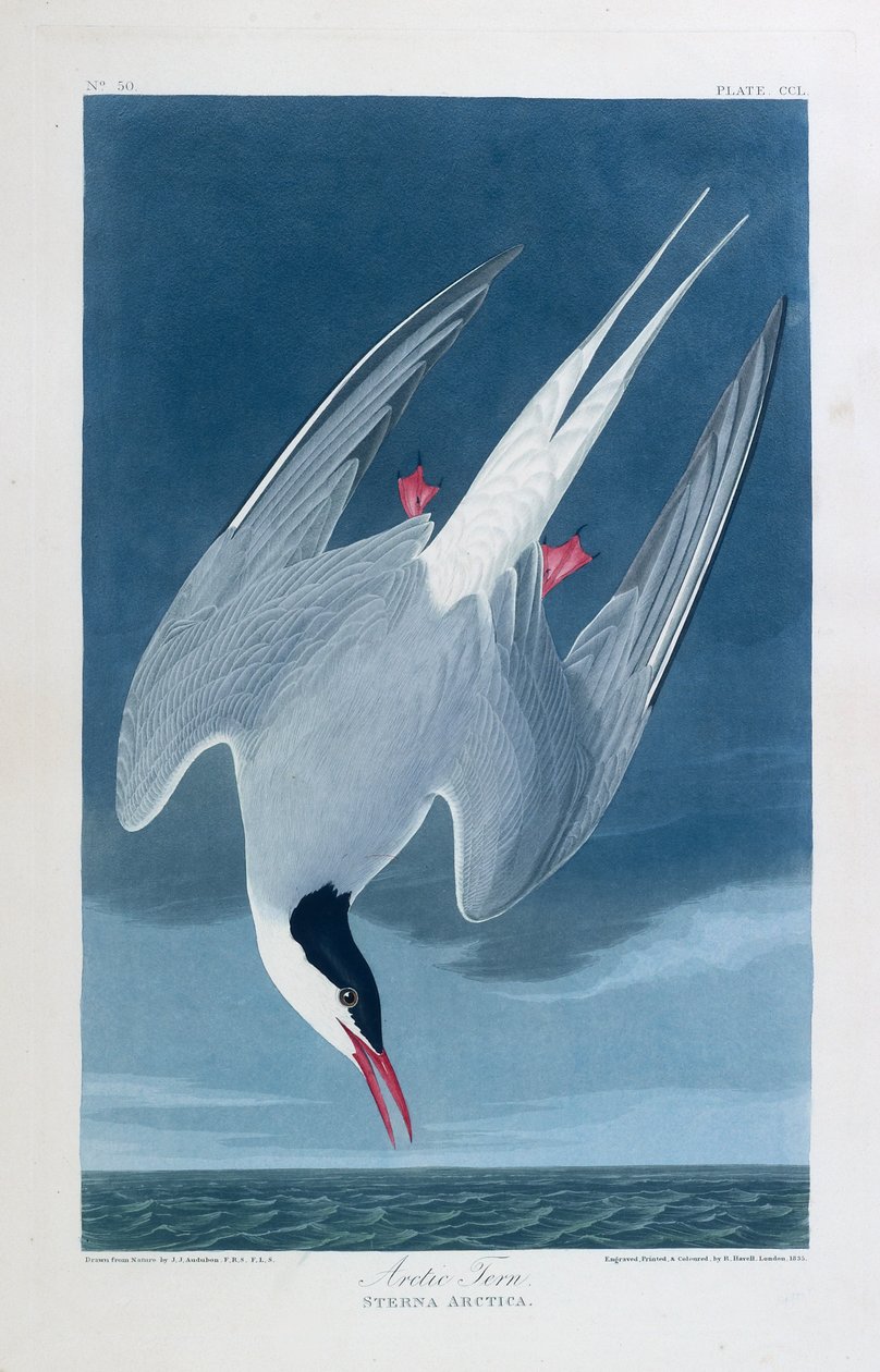Rybitwa popielata, ptaki Ameryki autorstwa John James (after) Audubon