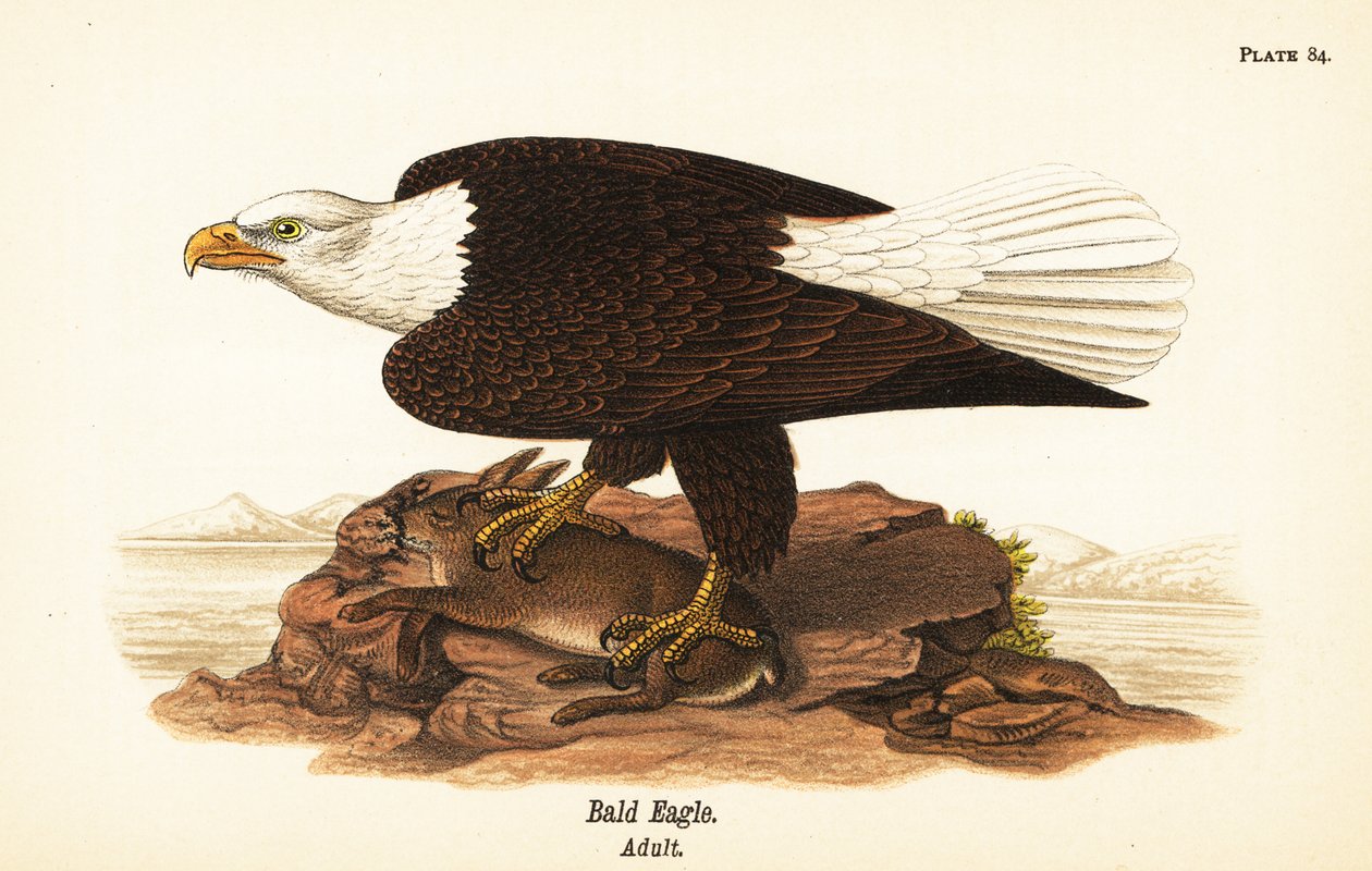 Bielik , Haliaeetus leucocephalus , dorosły z ofiarą królika autorstwa John James (after) Audubon