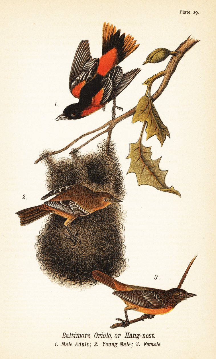 Baltimore oriole lub wiszące gniazdo, Icterus galbula autorstwa John James (after) Audubon