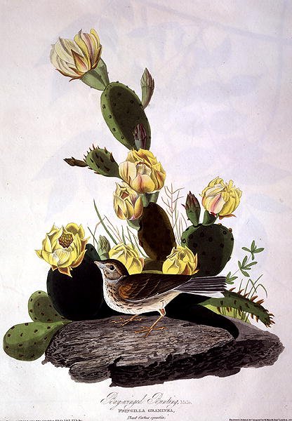 Bay-Winged Bunting, z „Birds of America”, grawerowane przez Roberta Havella (1793-1878) 1830 (kolorowy grawerunek) autorstwa John James (after) Audubon