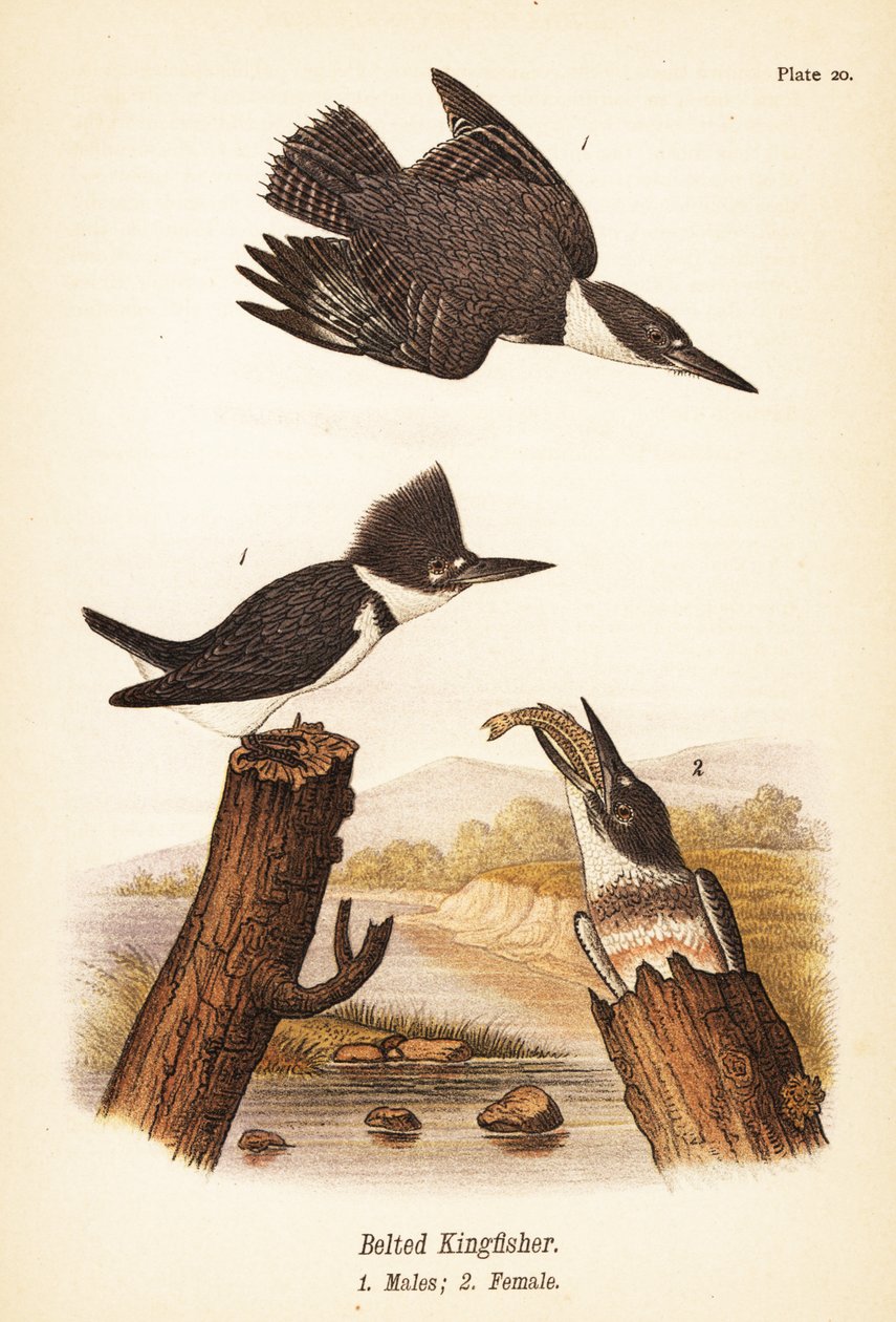 Pasiasty zimorodek, Megaceryle alcyon, samce 1, samice 2 autorstwa John James (after) Audubon