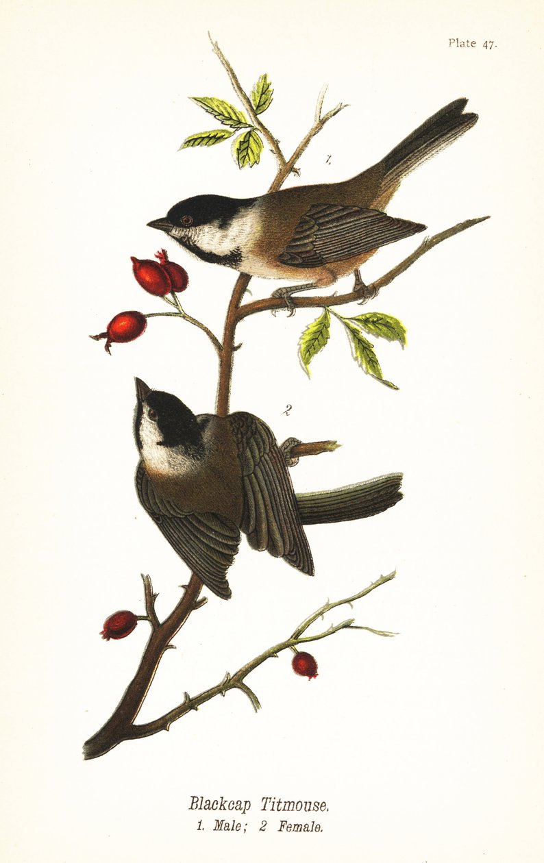 Sikora czarnogłowa, Poecile atricapillus autorstwa John James (after) Audubon