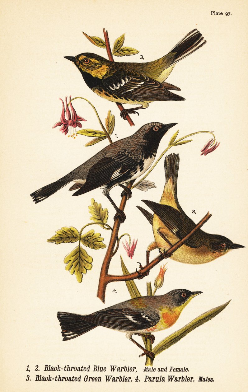 Pokrzewka niebieska , Setophaga caerulescens 1,2 , pokrzewka zielona , Setophaga virens 3 i parula północna , Setophaga americana 4 autorstwa John James (after) Audubon