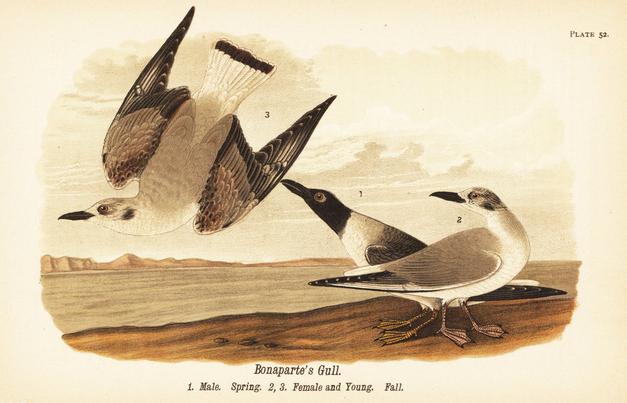 Mewa Bonaparte, Chroicocephalus philadelphia, samiec wiosną 1, samica 2 i młode 3 w upierzeniu jesiennym autorstwa John James (after) Audubon