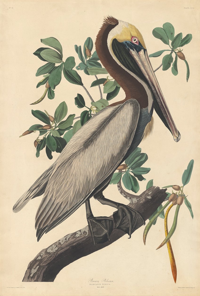 Pelikan brunatny autorstwa John James (after) Audubon