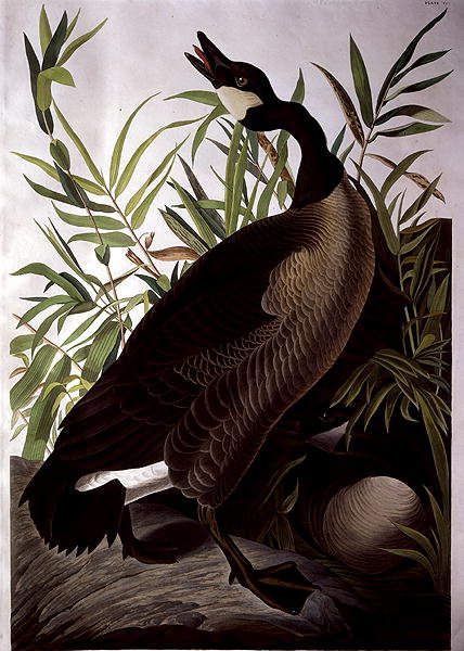 Bernikla kanadyjska, z „Birds of America” (kolorowy grawerunek) autorstwa John James (after) Audubon