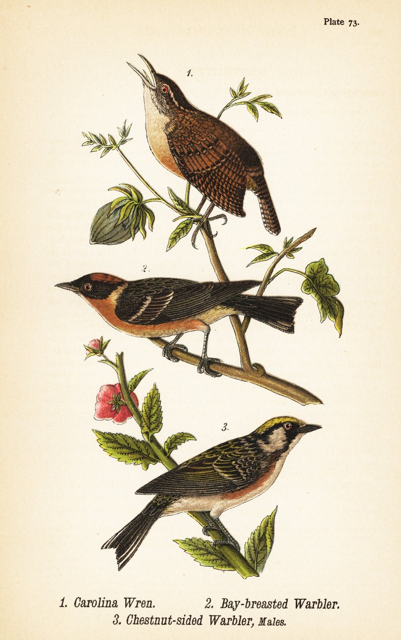 Carolina strzyżyk, Thryothorus ludovicianus 1, pokrzewka gniady, Setophaga castanea 2, pokrzewka kasztanowata, Setophaga pensylvanica 3 autorstwa John James (after) Audubon