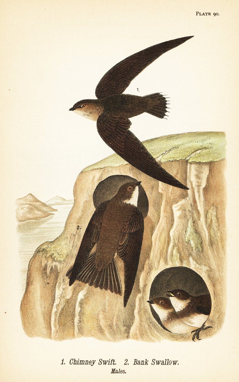 Chimney swift, Chaetura pelagica 1, jaskółka nadbrzeżna, Riparia riparia 2, samce autorstwa John James (after) Audubon