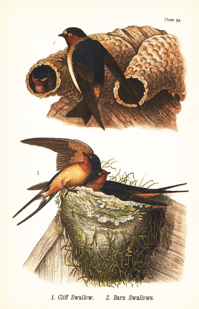 Jaskółka urwiska, Petrochelidon pyrrhonota 1 i jaskółka stodoła, Hirundo rustica 2 autorstwa John James (after) Audubon