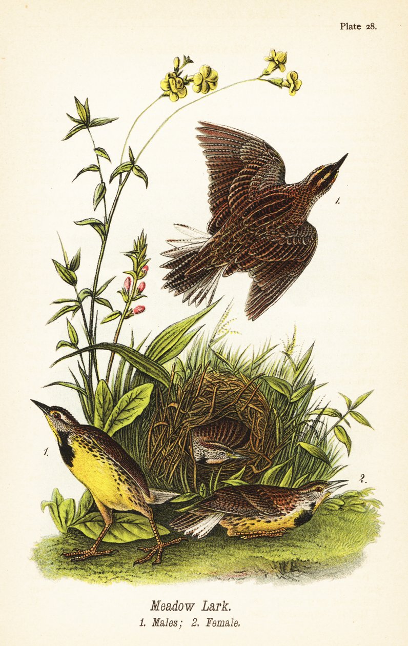 skowronek wschodni , Sturnella magna autorstwa John James (after) Audubon