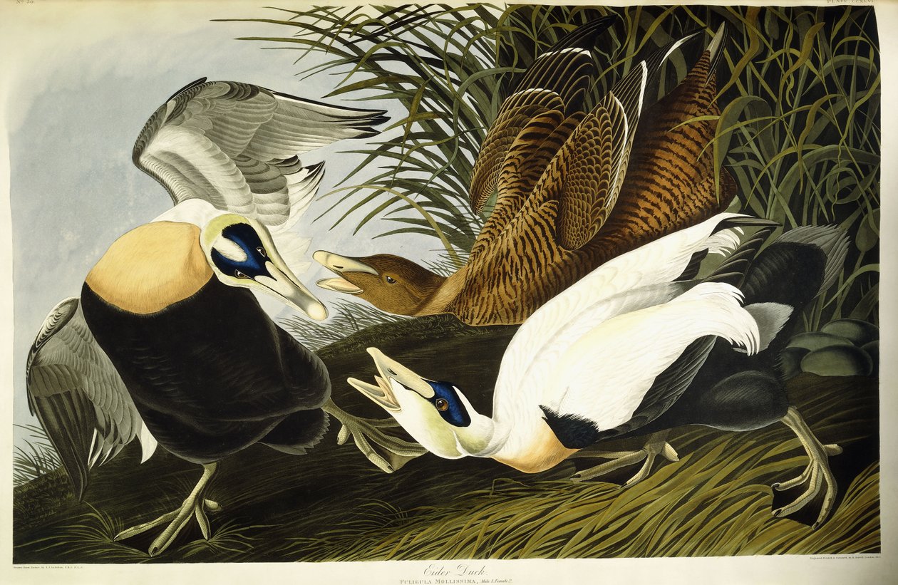 Kaczka edredonowa, samiec i samica autorstwa John James (after) Audubon