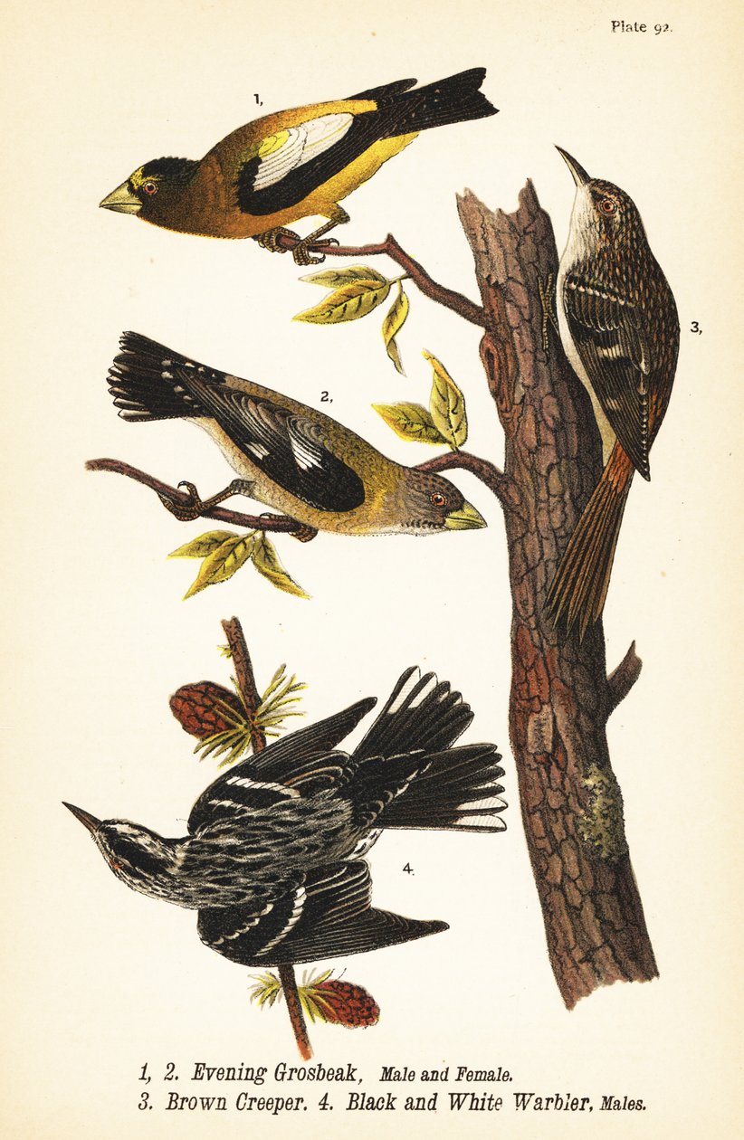 grubodziób wieczorny, Coccothraustes vespertinus 1,2, pnącze brunatne, Certhia americana 3 i pokrzewka czarno-biała, Mniotilta varia 4 autorstwa John James (after) Audubon