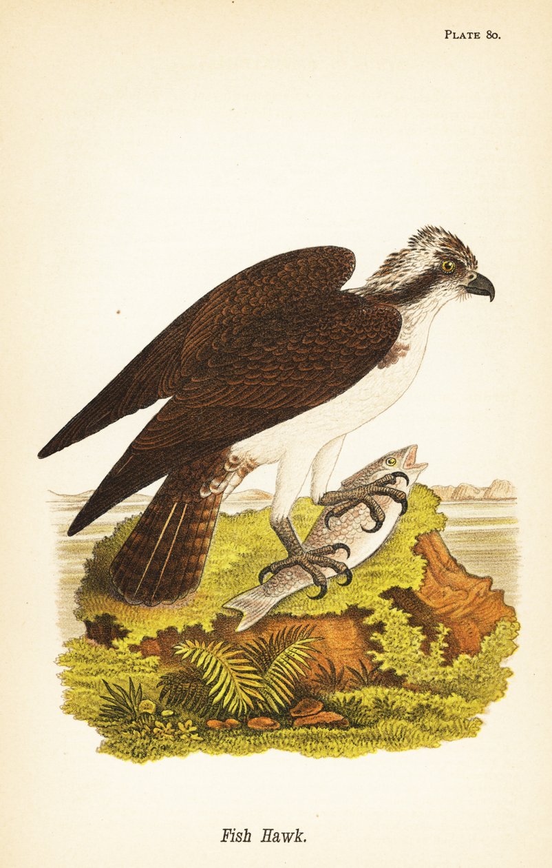 Jastrząb lub rybołów, Pandion haliaetus autorstwa John James (after) Audubon