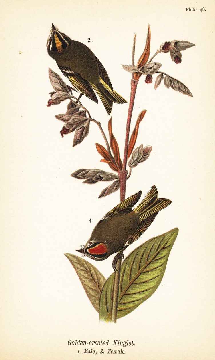 Króliczek Złoto-koronowany, Regulus satrapa autorstwa John James (after) Audubon