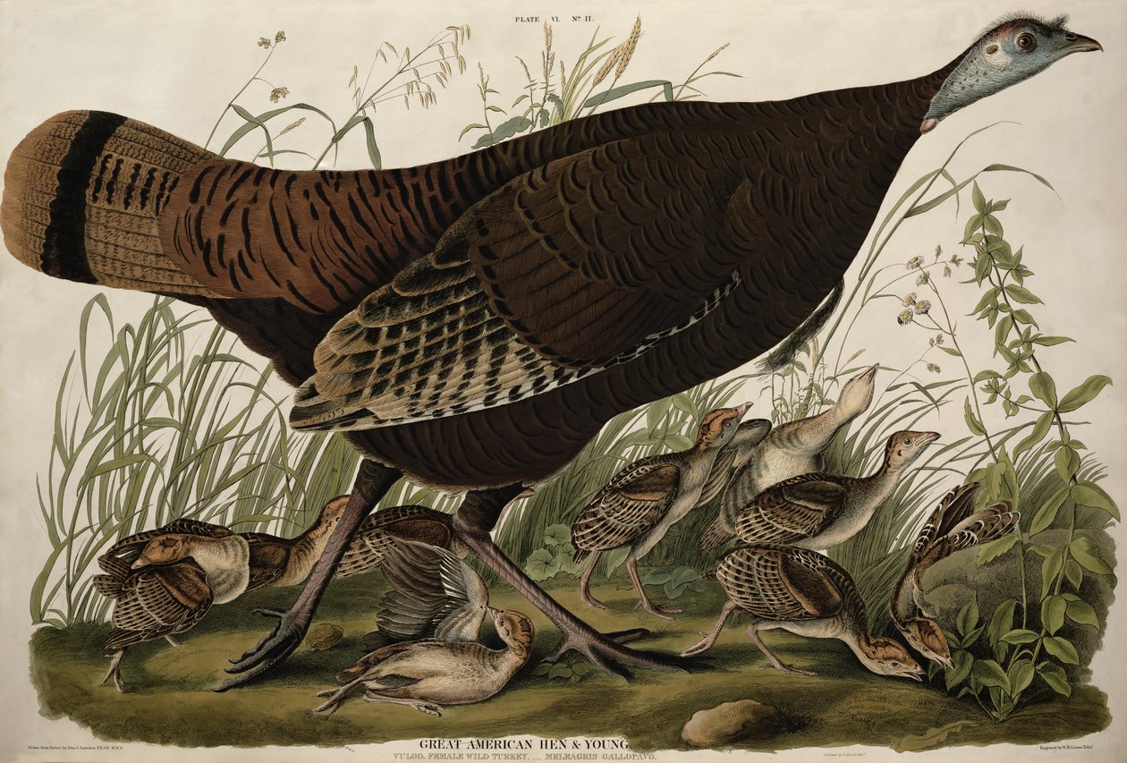 Great American Hen and Young, z „Birds of America” grawerowane przez WH Lizars (1788-1859) i barwione przez Roberta Havella (1793-1878) (kolorowa grawerunek) autorstwa John James (after) Audubon